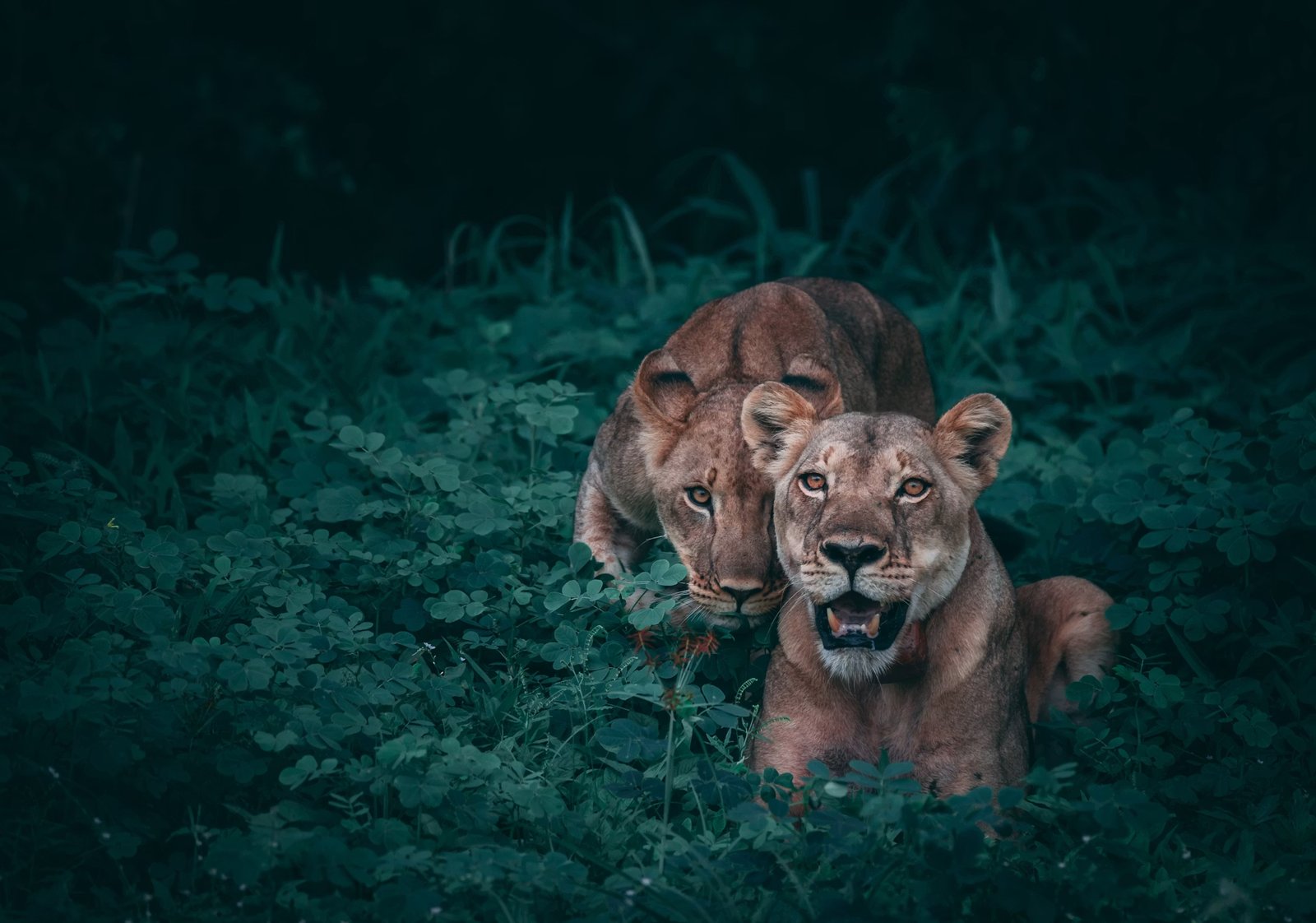 Watchful Pair